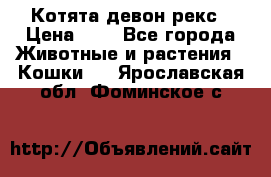 Котята девон рекс › Цена ­ 1 - Все города Животные и растения » Кошки   . Ярославская обл.,Фоминское с.